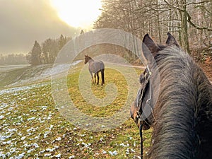 POV: Riding a horse along the edge of a snowy meadow on a foggy winter morning.