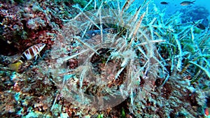 POV scuba diving with a barracudas school