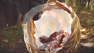 pov shot of an hand with a basket full of chestnuts while walking in the woods in autumn with bright light background