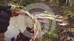 pov shot of an hand with a basket full of chestnuts while walking in the woods in autumn with bright light background