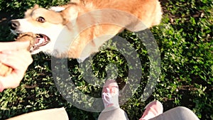 POV shot: Happy Welsh Corgi Pembroke dog playing with wooden stick during the evening walk. Mans best friend. Smile and