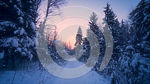 POV shot slowly forward moving on path in winter forest surrounded by tall fir spruce at sunset