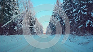 POV shot slowly forward moving on path in winter forest surrounded by tall fir spruce at sunset