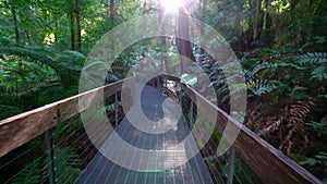 POV shot of walking through a rainforest walkway