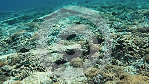 POV snorkeling in blue ocean with reef bottom and tropical fish swimming in caustic light. Freediving in warm sea. First