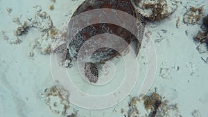 POV swimming underwater looking at ocean bottom with sea turtle eating seaweeds on coral reef and white sand. First