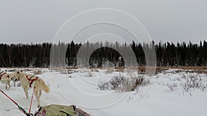 POV view of Siberian Husky Dogs sledding activity in trip. Slow motion footage