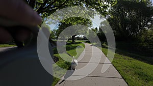 POV view. A walk with a dog in the park. Cute jack russell terrier walking on the street