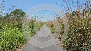 POV Walking on a rural grass path with pampas grass, dry reed, golden reed grass. Hiking between a road with tall grass field