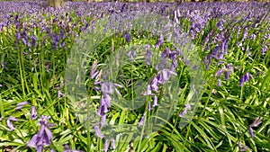 POV of walking in woodland with bluebells on a sunny spring day. UK