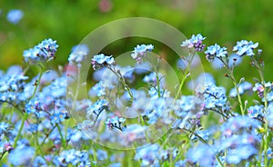 Powder blue forget-me-not