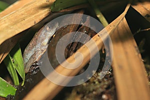 Powder-blue reed frog