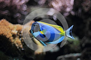 Powder-blue surgeonfish