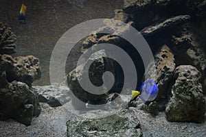 Powder blue surgeonfish in the aquarium. Big stones and space