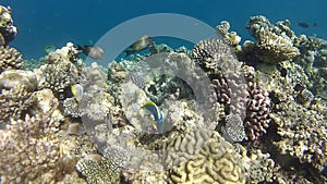 Powder-blue surgeonfish fish among the corals at Maldives islands