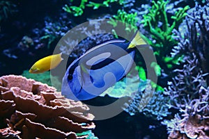 Powder blue surgeonfish swimming past coral reef