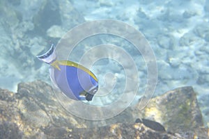 Powder Blue Tang