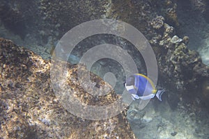 Powder Blue Tang