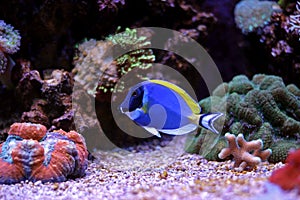 Powder Blue tang