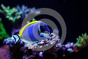 Powder Blue tang