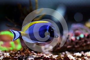 Powder Blue Tang Acanthurus leucosternon