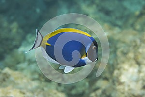 Powder blue tang (Acanthurus leucosternon) in Andaman sea, Thailand