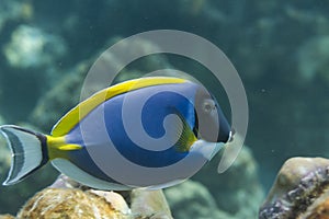 Powder blue tang (Acanthurus leucosternon) in Andaman sea, Thailand