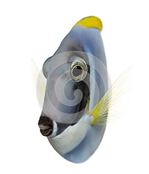 Powder blue tang, Acanthurus leucosternon, isolated