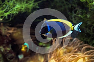 Powder blue tang Acanthurus leucosternon or  powder-blue surgeonfish