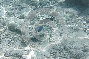 Powder blue tang Acanthurus leucosternon, surgeonfish swims in the Indian Ocean