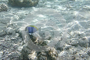 Powder blue tang Acanthurus leucosternon, surgeonfish swims in the Indian Ocean