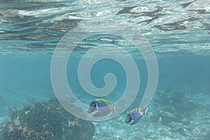 Powder blue tang Acanthurus leucosternon, surgeonfish swims in the Indian Ocean