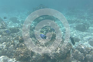 Powder blue tang Acanthurus leucosternon, surgeonfish swims in the Indian Ocean