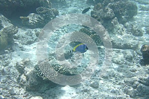 Powder blue tang Acanthurus leucosternon, surgeonfish swims in the Indian Ocean