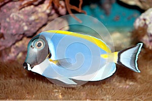 Powder Blue Tang (Acanthurus leucosternon) tropical fish
