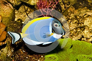 Powder Blue Tang in Aquarium