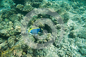 Powder Blue tang, Blue fish above corals reef