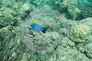 Powder Blue tang, Blue fish swim above corals