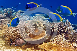 Powder blue tang in the coral reef.Underwater landscape in a sunny day