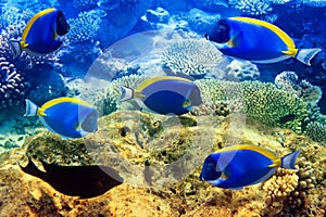 Powder blue tang in corals. Maldives.