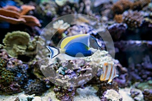 Powder Blue Tang fish