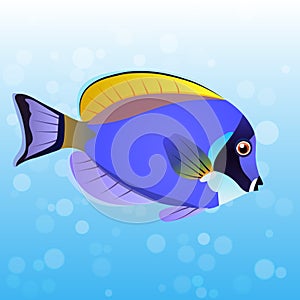 Powder Blue Tang fish