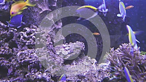 Powder Blue Tang and Lyretail Anthias in saltwater aquarium stock footage video