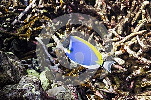 Powder blue tang at Surin national park