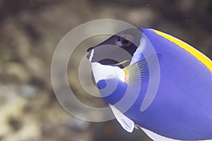 Powder blue tang at Surin national park