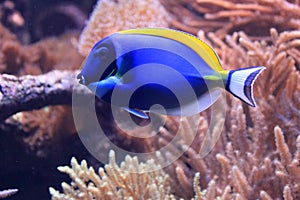 Powder blue tang photo