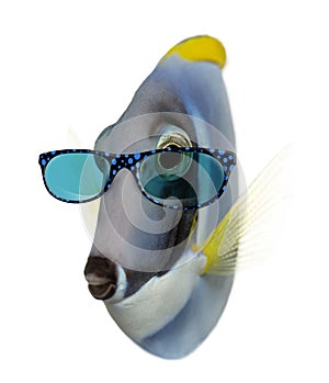 Powder blue tang wearing glasses