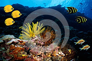 Powder Brown Tang Acanthurus japonicus