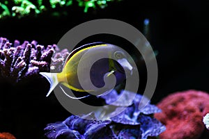 Powder Brown Tang - Acanthurus japonicus