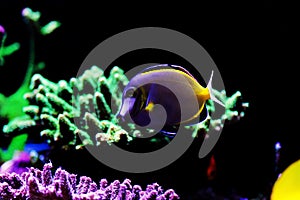 Powder Brown Tang - Acanthurus japonicus